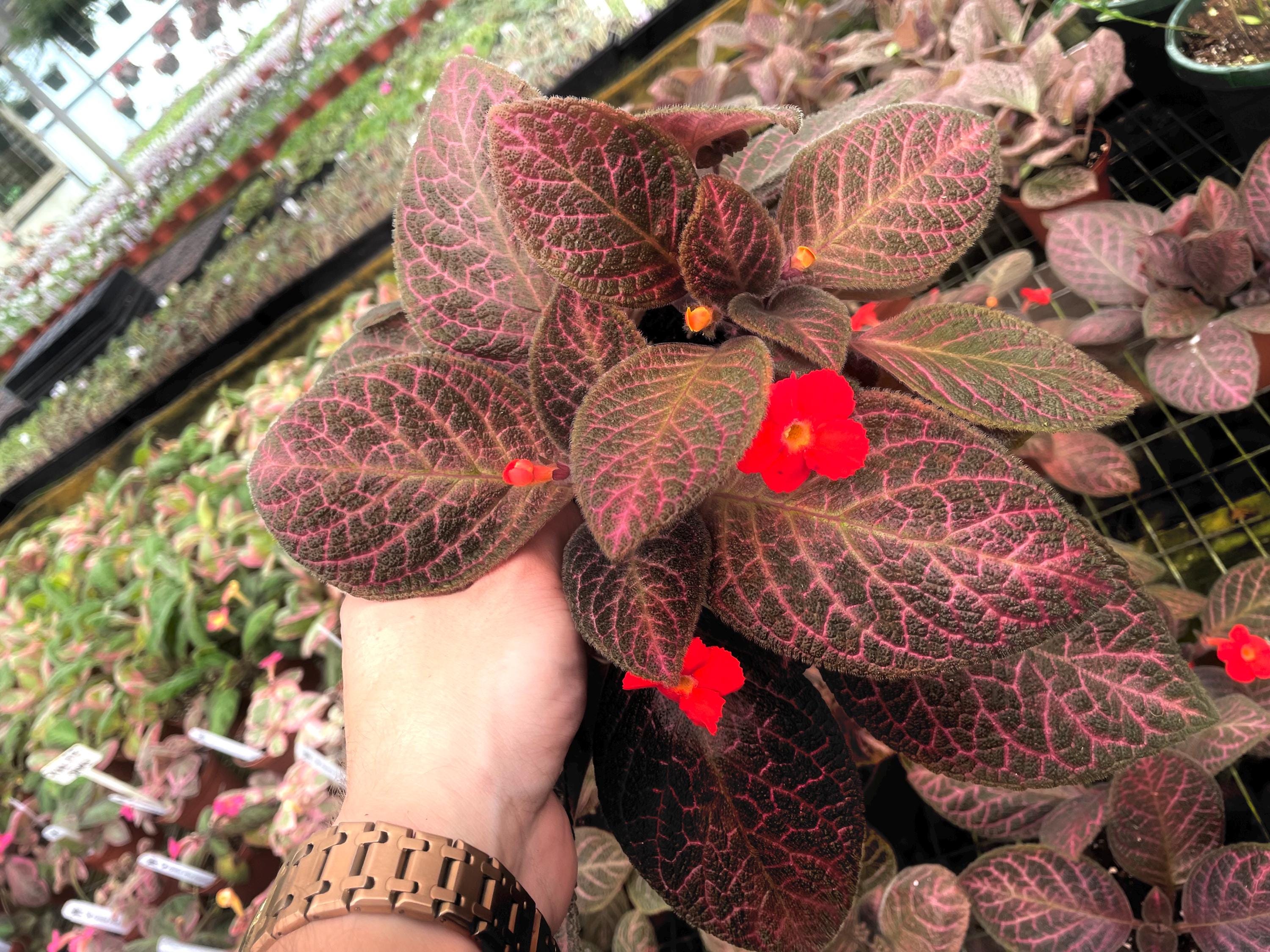 Episcia Pink Gator Variegated Flowering (red Flower) African