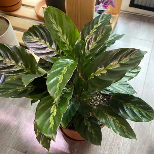 Calathea Maui queen 4” plant **(ALL plants require you to purchase ANY 2 plants!)**