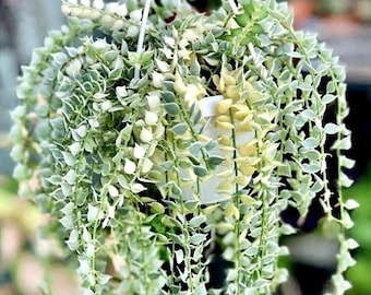 Variegated Dischida Ruscifolia (Million Hearts) starter plant **(ALL plants require you to purchase ANY 2 plants!)**