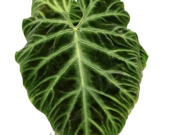 Philodendron Verrucosum dark form starter plant **(ALL plants require you to purchase ANY 2 plants!)**