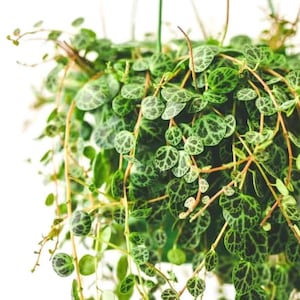 String of Turtles Vining starter plant (perfect for hanging baskets) **(ALL plants require you to purchase ANY 2 plants!)**