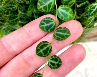 String of Turtles Vining starter plant **(ALL plants require you to purchase ANY 2 plants!)**