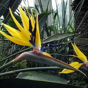 Yellow bird of paradise starter plant **(ALL plants require you to purchase ANY 2 plants!)**