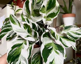 Calathea White fusion starter plant **(ALL plants require you to purchase ANY 2 plants!)**