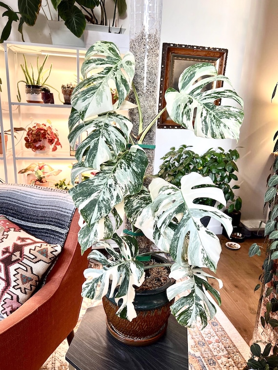 Monstera borsigiana ' White Tiger ' / モンステラ ボルシギアナ ホワイトタイガー 斑入り [検] アンスリウム フィロデンドロン  Monstera deliciosa v. borsigiana \u0027Albo\u0027 \u2013 NYC Plant Help