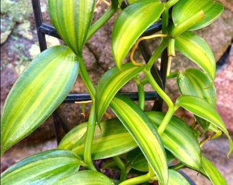 Variegated Vanilla planiforia bean jewel orchid starter plant **(ALL plants require you to purchase ANY 2 plants!)**