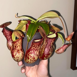 Nepenthes st gaya 2” pot **(ALL plants require you to purchase ANY 2 plants!)**