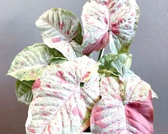 Syngonium Milk Confetti starter plant **(ALL plants require you to purchase ANY 2 plants!)**