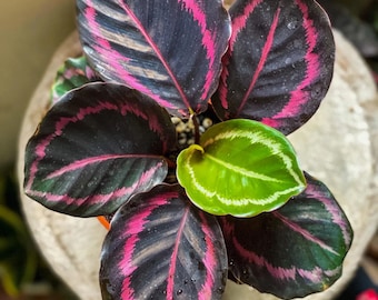 Calathea Jessie Princess starter plant **(ALL plants require you to purchase ANY 2 plants!)**