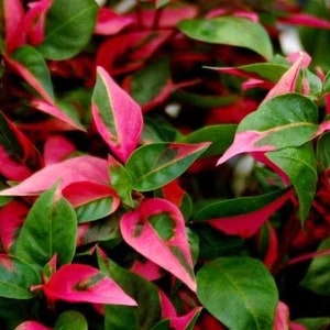 Alternanthera party time starter plant **(ALL plants require you to purchase ANY 2 plants!)**