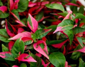 Alternanthera party time starter plant **(ALL plants require you to purchase ANY 2 plants!)**