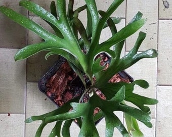 P.Neptune (stemaria x elephantotis)②　@bikamori.com ネプチューン ESTABLISHED Platycerium Neptune (Hybrid) on Plaque