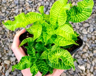 Golden Zebra bamboo fern starter plant **(ALL plants require you to purchase ANY 2 plants!)**