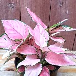 Aglaonema Favonian starter plant **(ALL plants require you to purchase ANY 2 plants!)**