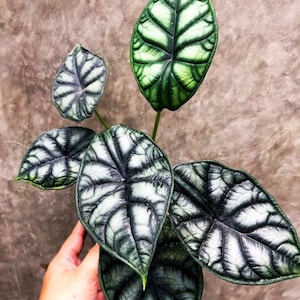 Alocasia Dragon Moon 2”  plant **(ALL plants require you to purchase ANY 2 plants!)**