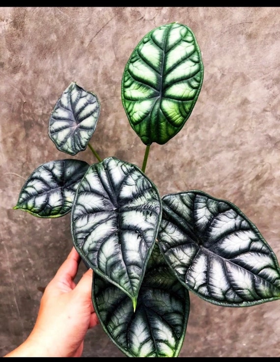 Alocasia Dragon Moon 2” Plant **(ALL Plants Require You to