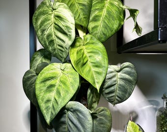 US SELLER Scindapsus Bunaken Variegated Unrooted Cutting (grower's