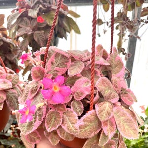 Episcia Pink Dreams Variegated Flowering African Violet 2” Plant