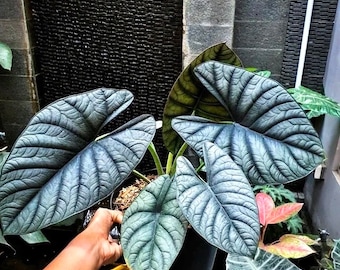 Alocasia Platinum Bisma “wide Form” RARE 2” Plant **(MUST Purchase