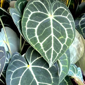 Anthurium Clarinervium TC starter plant **(ALL plants require you to purchase ANY 2 plants!)**