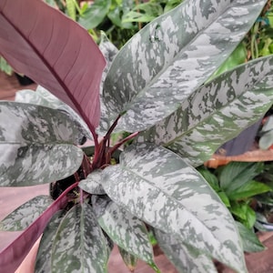 Homolamena purple sword 2” plant **(ALL plants require you to purchase ANY 2 plants!)**