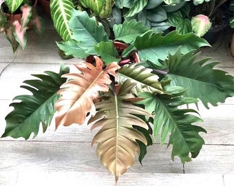 Philodendron Pluto Choco Empress starter plant **(ALL plants require you to purchase ANY 2 plants!)**