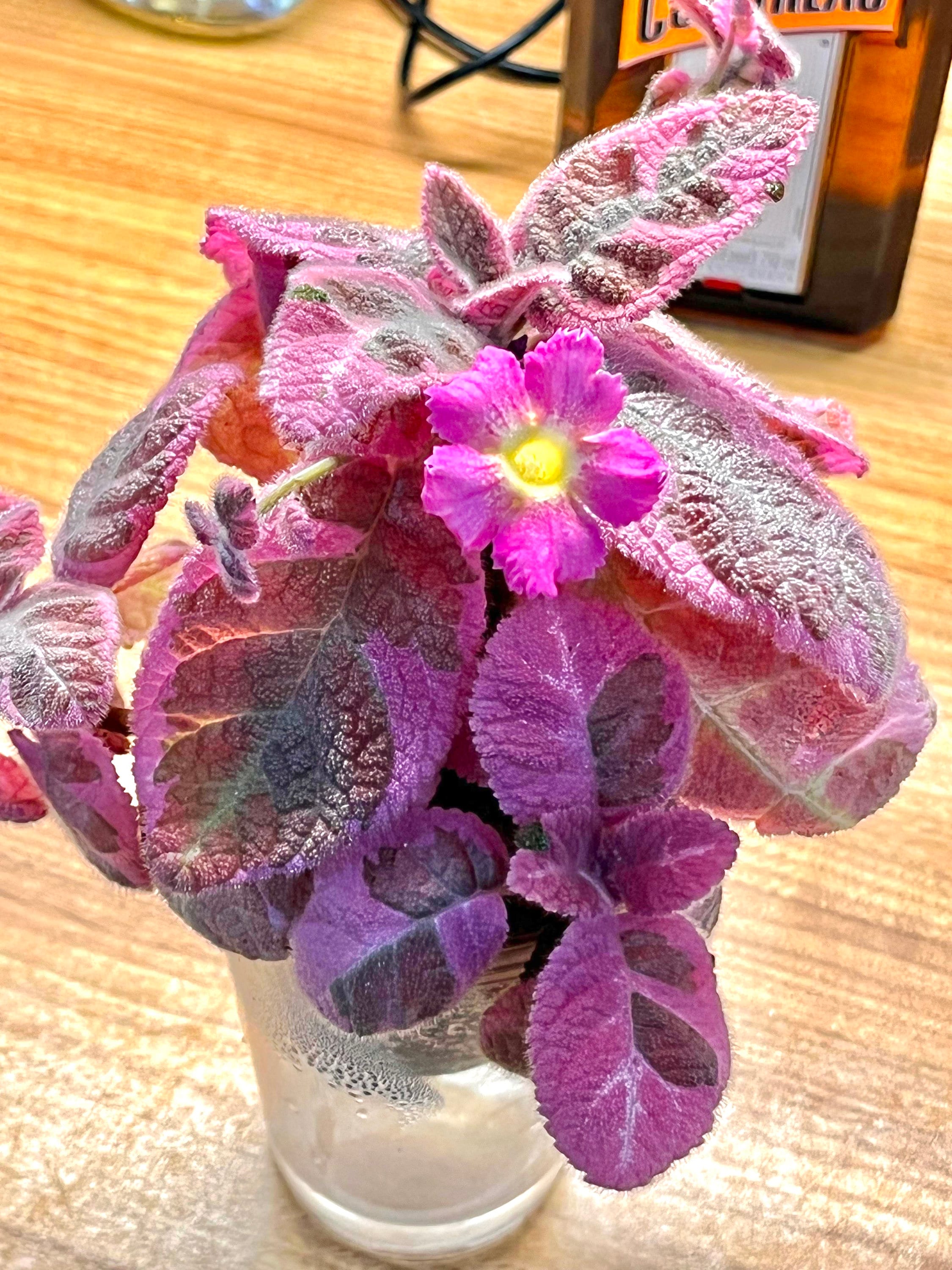 Episcia Pink Smoke Variegated Flowering African Violet 2” Plant