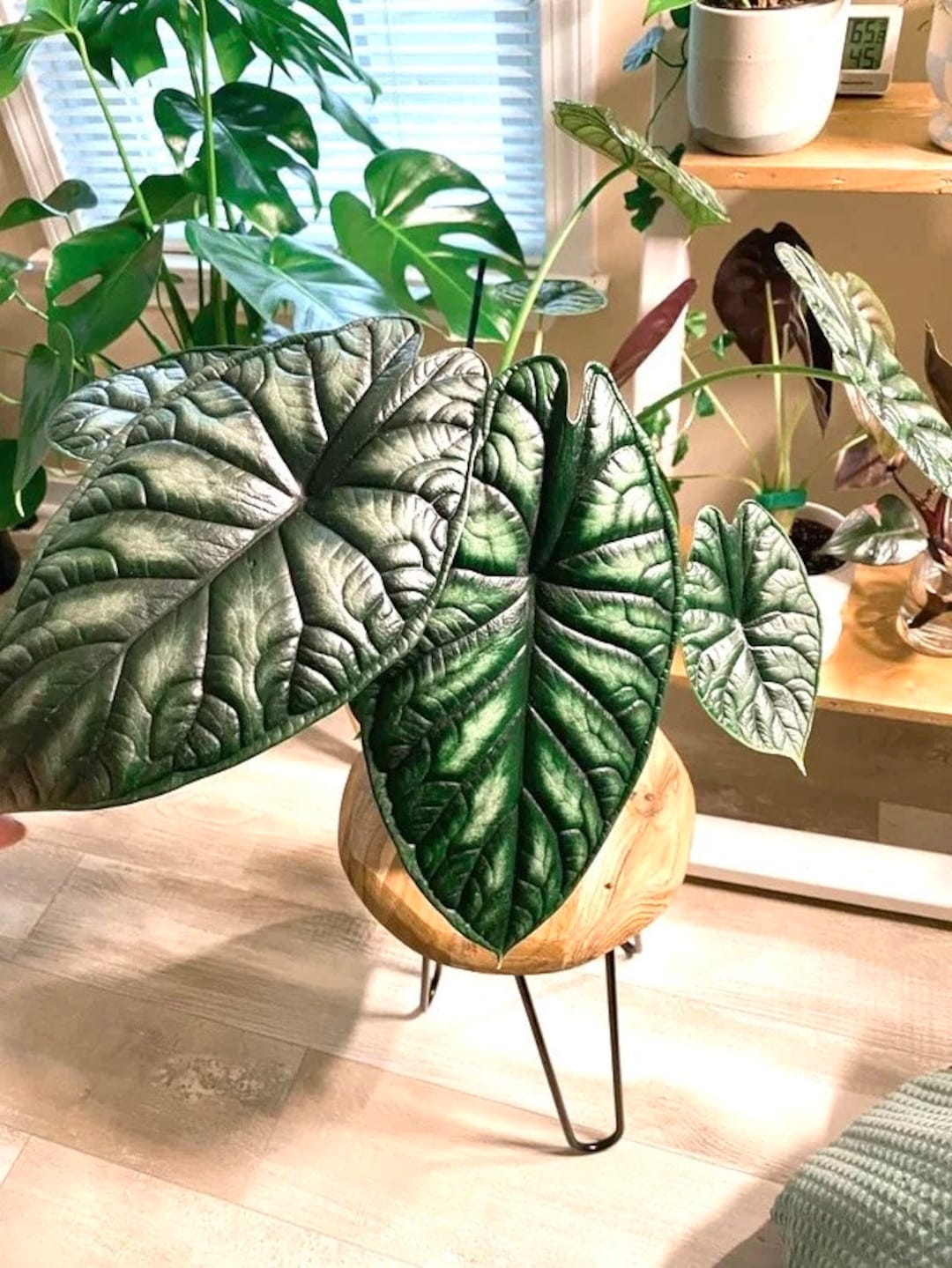 『SALE』Alocasia Dragon Scale var (TC) 2-7 Alocasia Baginda Dragon Scale Starter Plant **(ALL Plants Require