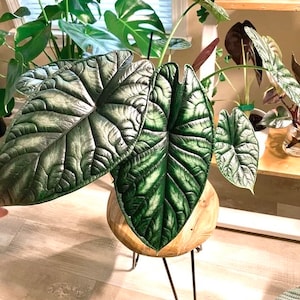 Alocasia Baginda Dragon scale 4” plant **(ALL plants require you to purchase ANY 2 plants!)**