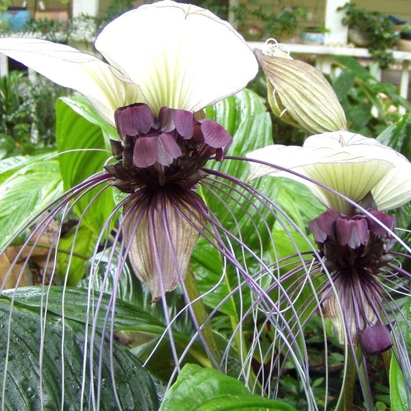 Tacca integrifolia (White bat flower) starter plant **(ALL plants require you to purchase ANY 2 plants!)**