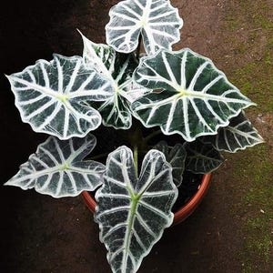 Alocasia Parasol starter plant **(ALL plants require you to purchase ANY 2 plants!)**
