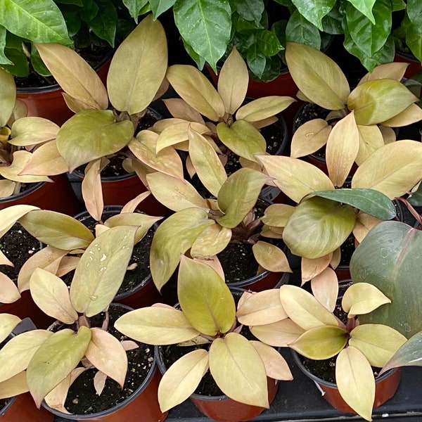 Philodendron Caramel black cardinal starter plant **(ALL plants require you to purchase ANY 2 plants!)**