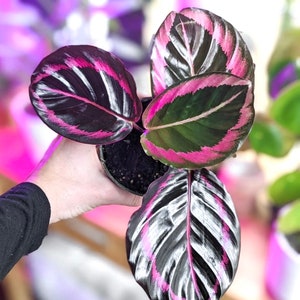 Calathea Black Rose starter plant **(ALL plants require you to purchase ANY 2 plants!)**