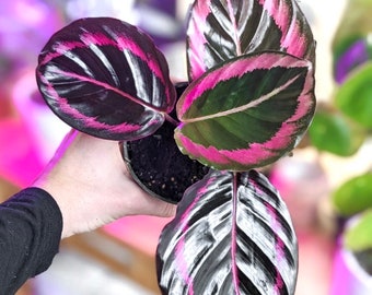 Calathea Black Rose starter plant **(ALL plants require you to purchase ANY 2 plants!)**