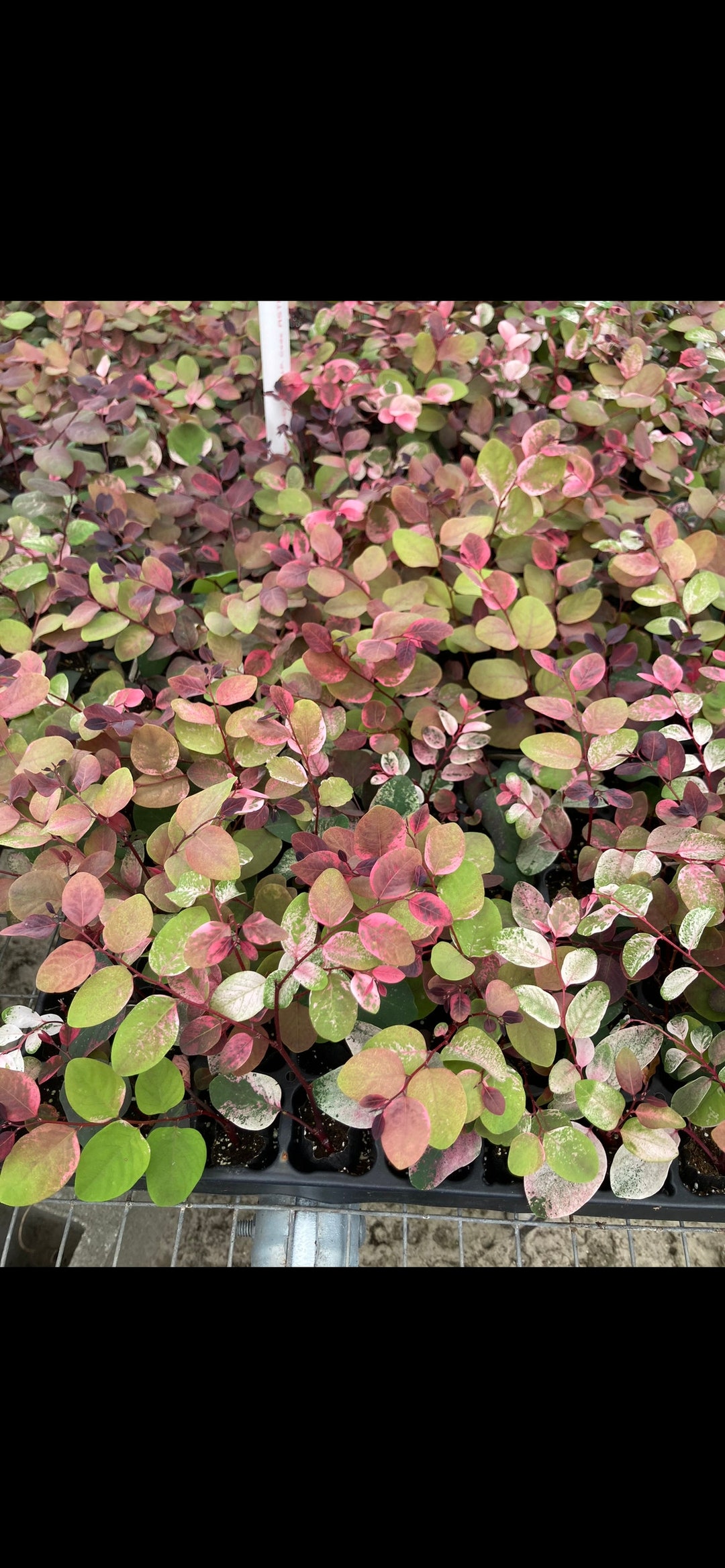 Roseopicta Breyna Disticha Bush Starter Plant ALL Plants Require You to