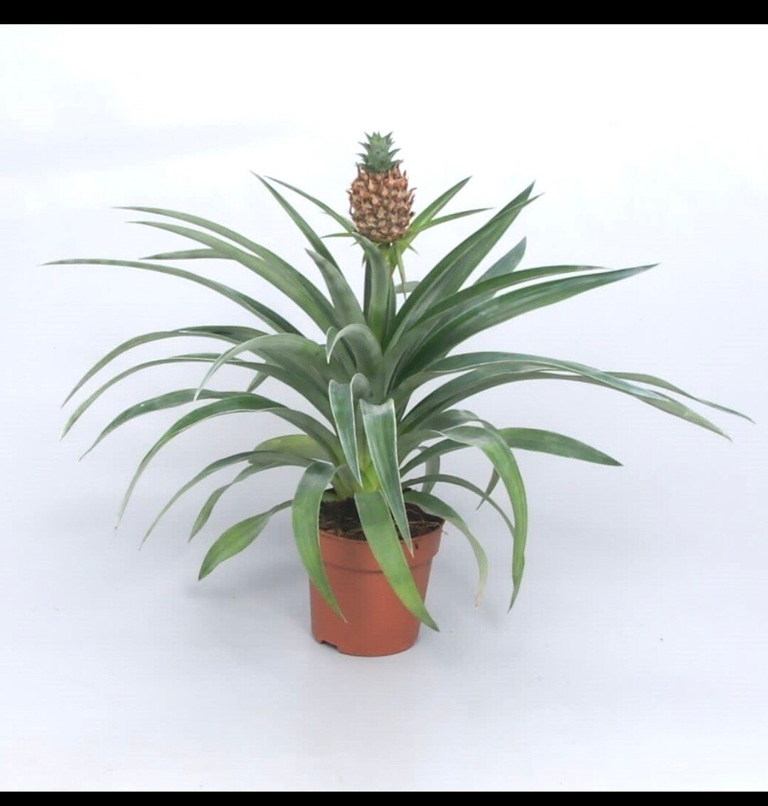 Ananas Mis Amigos (baby Pineapple) Starter Plant **(ALL Plants