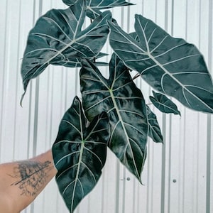 Alocasia Dragon Tooth starter plant **(ALL plants require you to purchase ANY 2 plants!)**