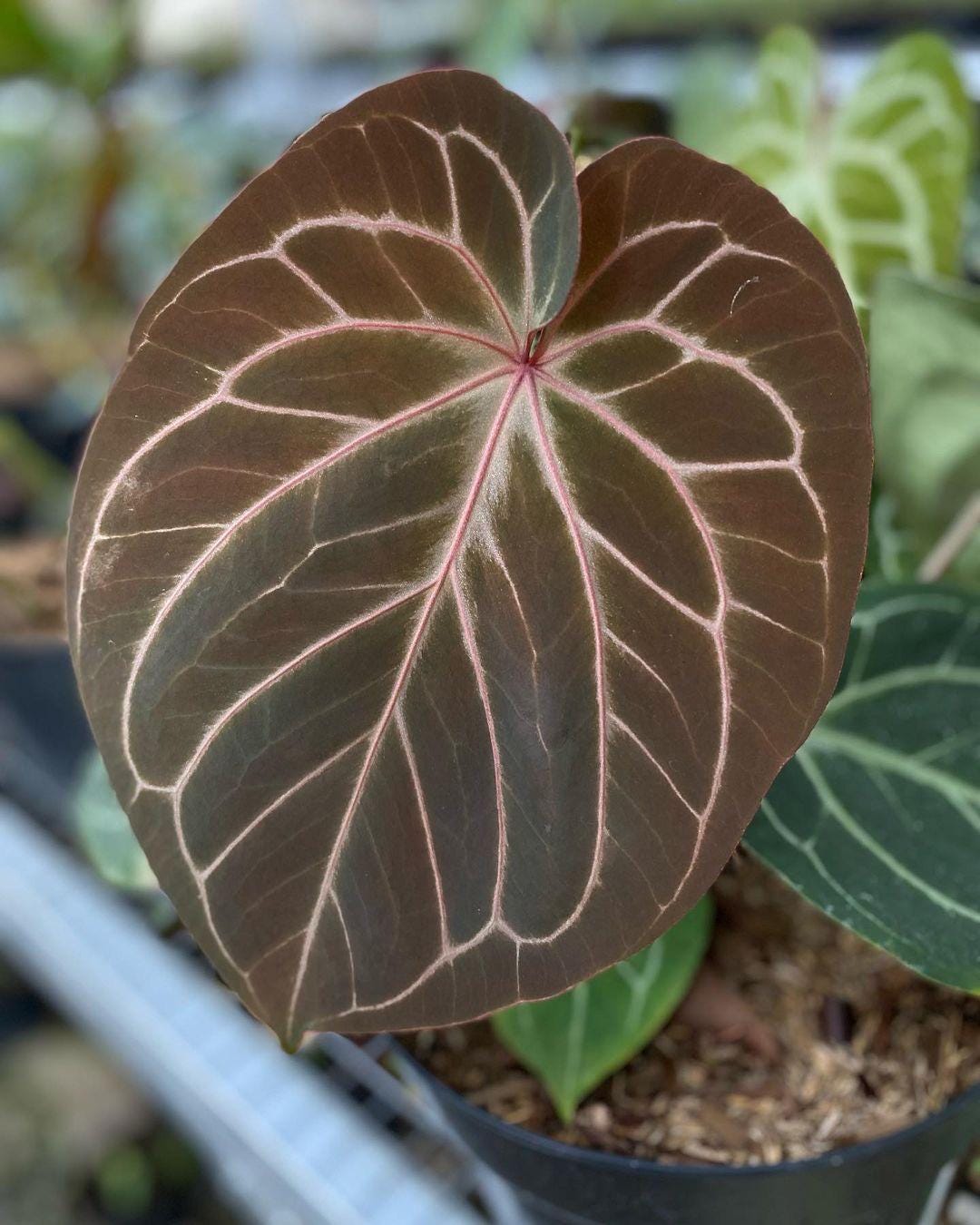 Anthurium Red Crystal × King of Spades Anthurium Red Crystal × King of Spades