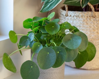 Pilea peperomioides “Chinese money” “UFO plant” starter plant **(ALL plants require you to purchase ANY 2 plants!)**
