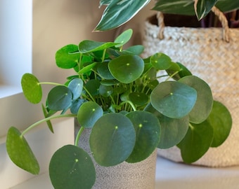 Pilea peperomioides “Chinese money” “UFO plant” starter plant **(ALL plants require you to purchase ANY 2 plants!)**