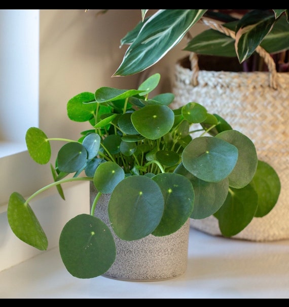 Ufo plant discount