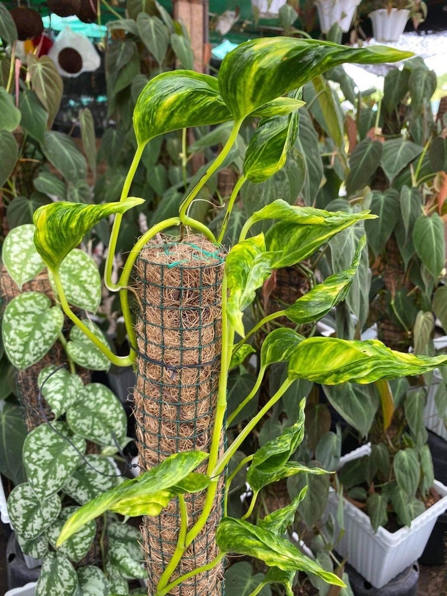 Epipremnum Shangrila Variegated Auera Rare 2 Plant **(ALL Plants Require  You to Purchase ANY 2 Plants!)** - Etsy