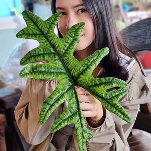 Alocasia Jacklyn Sulawesi starter plant **(ALL plants require you to purchase ANY 2 plants!)**