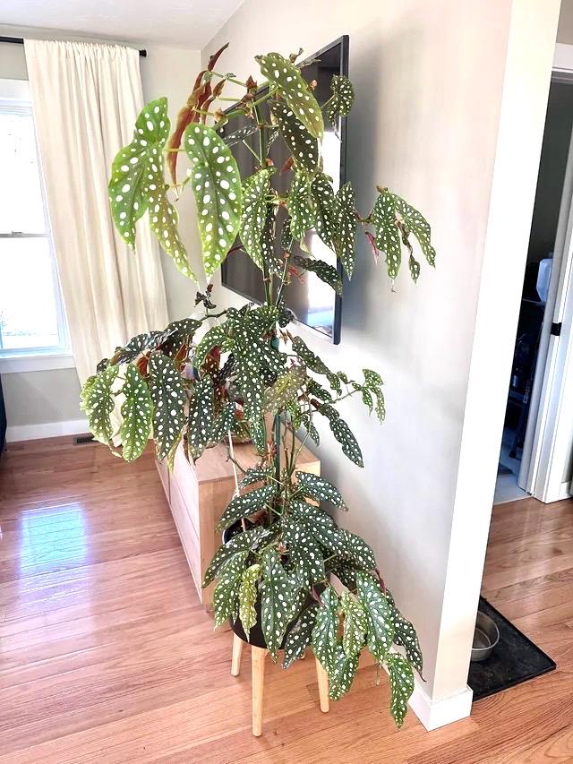 Begonia Rex maculata “angel wing” starter plant **(ALL plants require you to purchase ANY 2 plants!)**