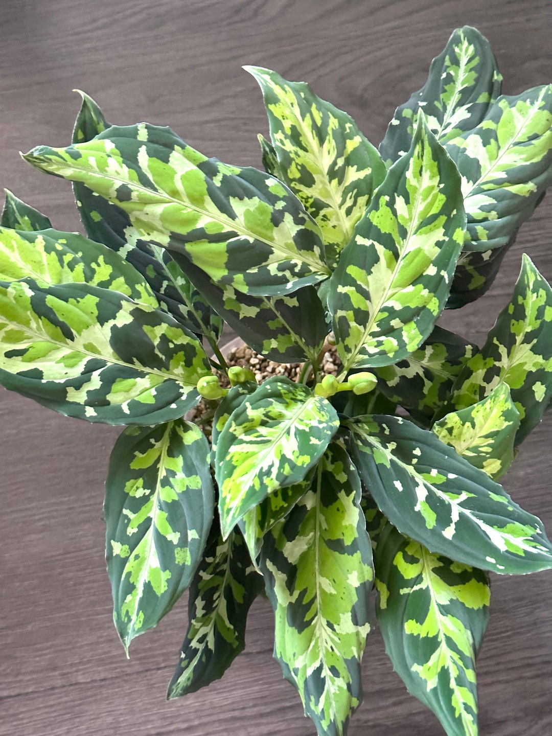 LA便　Aglaonema pictum tricolor LA1218-03b Aglaonema Pictum Tricolor【LA1218-03b】 – undried