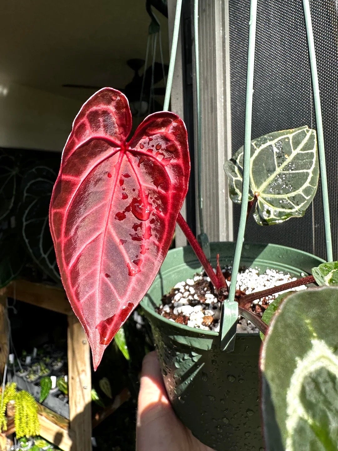 Anthurium Crystallinum Red 2” plant **(ALL plants require Anthurium Crystallinum Red 2” plant **(ALL plants require
