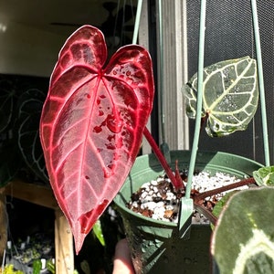 アンスリウム　レッドクリスタリナム　Wonder boy✖️ zara Anthurium zara x anthurium michelle - Etsy 日本