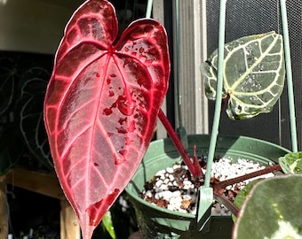 ア*レ様 Anthurium RVDP × Red Crystallinum Anthurium Crystallinum Red 4” Rare Plant **(ALL Plants