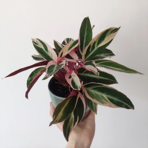 Stromanthe Triostar starter plant **(ALL plants require you to purchase ANY 2 plants!)**