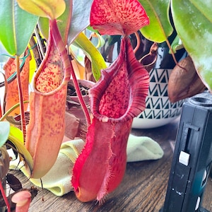 Nepenthes Bloody Mary dark red pitcher plant **(ALL plants require you to purchase ANY 2 plants!)**